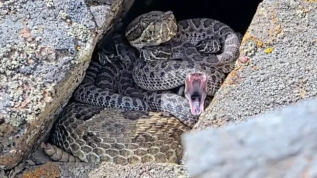 The rattlesnake ‘mega den’ in Colorado is growing