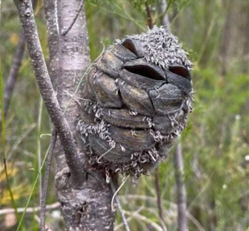 Woman spots what she thinks is a happy bird in the forest – then suddenly realizes her mistake.